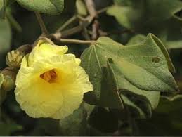 Image result for Thespesia garckeana