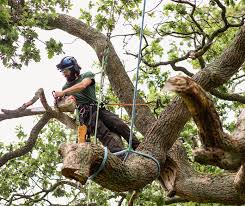 Tree Removal Mornington Peninsula | FREE Quotes today!
