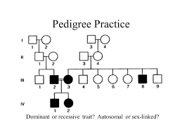 Sex Linked Pedigree Chart