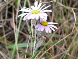 Image result for Athrixia