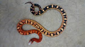 Black And Yellow Snake Texas Scaleless Texas Rat Snake Photo By Cloudiiedats On Tumblr Rat Snake Reptiles And Amphibians Pretty Snakes