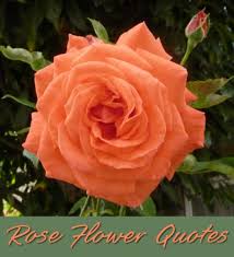 Flowers quotes tumblr spring quotes flowers flower qoutes quotes about flowers blooming floral quotes beautiful flower flower quotes are the perfect way to share your love for the garden! Beautiful Quotes About The Rose Flower Holidappy