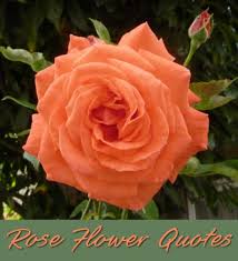 I love flowers in spanish. Beautiful Quotes About The Rose Flower Holidappy