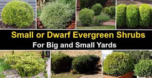 This bushy evergreen shrub offers dark green leaves and a variety of colours all season long. 40 Small Or Dwarf Evergreen Shrubs With Pictures And Names