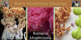 Image result for Sericorema remotiflora