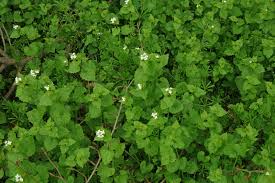 Image result for Setaria petiolata