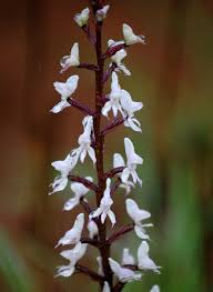 Image result for Disa aconitoides