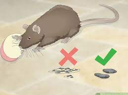 How To Choose Treats For A Pet Mouse 9 Steps With Pictures