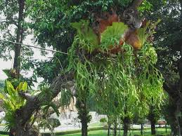 Image result for parožnatka Platycerium