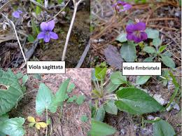 Image result for Fuirena sagittata