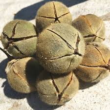 Image result for Thespesia garckeana