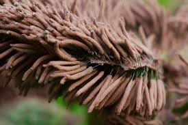 Image result for Stemonitis splendens