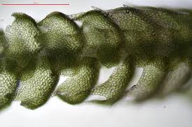 Image result for Lepidotrichilia