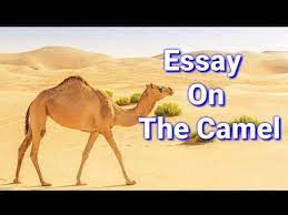 The ship dropped anchor in the bay of matagorda eight miles from indianola on the afternoon of april 29, 1856. Essay On Camel Essay On Camel In English Camel Ship Of The Desert Youtube