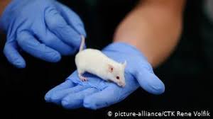 Some of them are often mistaken for being. Eu Reaffirms Ban On Animal Testing For Cosmetics Globalization Dw 11 07 2013