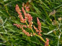 Image result for Rumex ruwenzoriensis