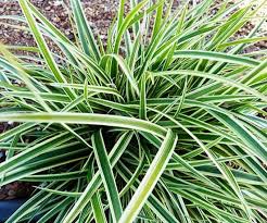 Image result for Carex