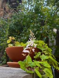 Image result for Plectranthus verticillatus
