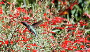 We did not find results for: Hummingbirds In The Edible Garden Edible Landscaping Made Easy With Avis Licht