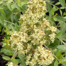 Image result for Lawsonia inermis