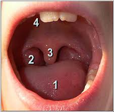 Les papillomavirus sont des petits virus extrêmement fréquents. Tonsille Palatine Wikipedia