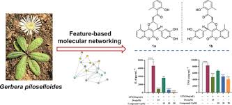 Image result for Gerbera piloselloides