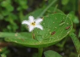 Image result for Menyanthaceae