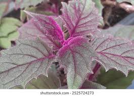 Image result for Gynura scandens