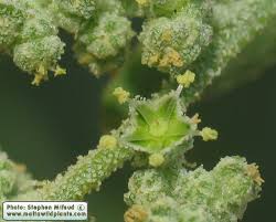 Image result for Chenopodium opulifolium