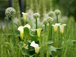 Allium Combinations Allium Companions Allium Planting Companions Plant Alliums With Allium Planting Combinations Zantedeschia Plants Companion Planting
