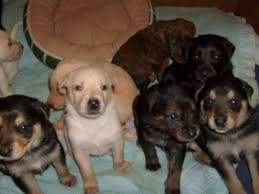 Check spelling or type a new query. Pit Bull Puppies From Birth To Six Weeks Pethelpful