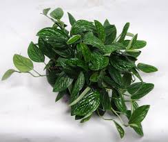Epipremnum Pinnatum Marble Planet Epipremnum Pinnatum Hanging Plants House Plants