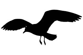 File Seagullbansin2 Silhouette Bw Svg Wikimedia Commons Bird Silhouette Bird Drawings Sea Birds