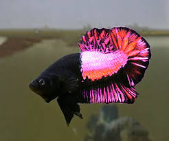 Betta fish come in about 65 species too! Pretty In Pink Betta Emerges Classification Confuses Indiana Legislature Cflas