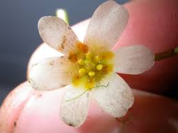 Image result for Cabombaceae