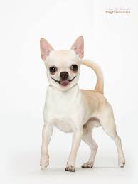 Chihuahua Cute Chihuahua Chihuahua Love Little Dogs