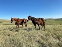 Equine Education Summit - ROUTT & MOFFAT counties