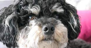 hunderassen die nicht haaren ubersicht beliebter rassen fluffis de hunde rassen hunderassen bolonka zwetna