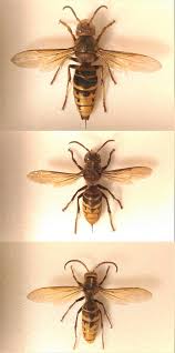 You'd never know from innocent pictures of honeybees that they're actually vicious killers that can burn their enemies alive. European Hornet Wikipedia
