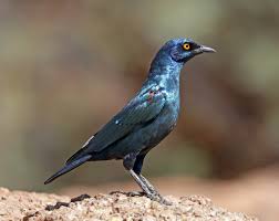 Starling control products are available from birdbusters.com. Cape Starling Wikipedia