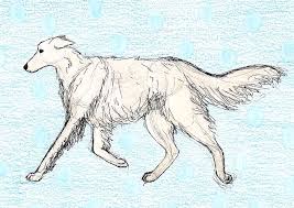 Silken Windhound Drawing By Brittany Dorris
