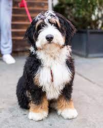 Pin On Dogs