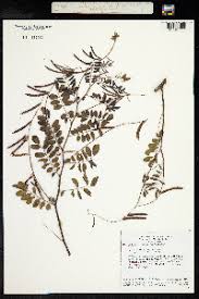 Image result for Indigofera adenoides