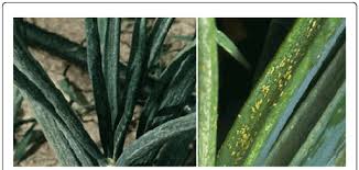 Image result for Onion Thrips