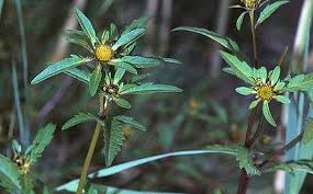 Image result for foto Dvouzubec