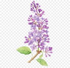 Read 30+ easy sketches to draw for beginners. Lilac Flower Drawing Tattoo Watercolor Painting Purple Flowers Png Is About Is About Plant Flower L Flower Drawing Design Flower Drawing Watercolor Flowers