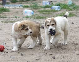 Alabai Alabai Dog Dog Kennel Big Dogs