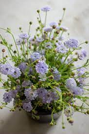 Didiscus Blue Lace Flower Flower Farm Fresh Flowers Arrangements Fresh Flower Bouquets
