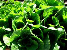 Sayur kale dianggap sebagai salah sayuran hijau yang padat nutrisi di muka bumi. Miliki Potensi Ekspor Sayur Ke Jepang Indonesia Justru Dibanjiri Impor Dari Tiongkok Pikiran Rakyat Com