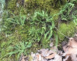 Image result for Asplenium trichomanes